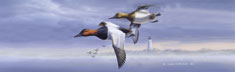 Canvasbacks