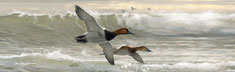 Canvasbacks I