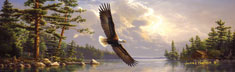 Summertime Eagle