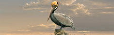 Pelican