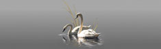 Swan Pair