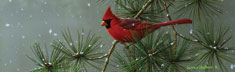 Winter Snowfall Cardinal