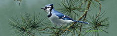 Blue Jay