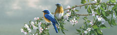 Spring Blossom Bluebirds