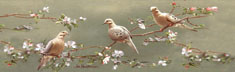 Doves And Apple Blossoms