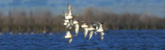 American Wigeon