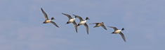 Banking Pintails