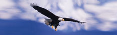 Eagle in Flight