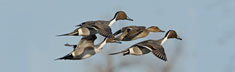 Frozen Pintail