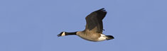 Goose in Flight