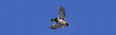 Mallard Flight