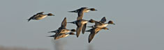 Pintail Flight