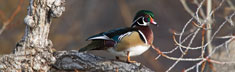 Wood Duck