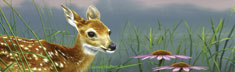 Fawn And Flowers