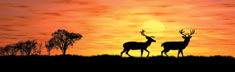 Sunset Deer