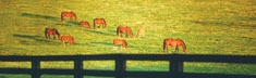 Grazing Horses