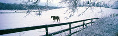 Winter Graze
