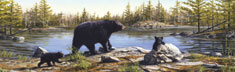 Black Bears