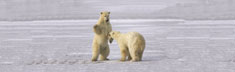 Bear Play