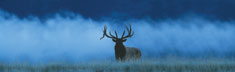 Elk in Fog