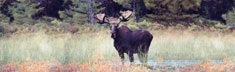 Moose 2