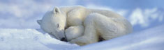 Polar Bear 2