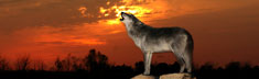 Howling at Sunset