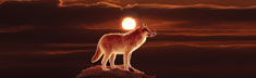 Sunset Wolf