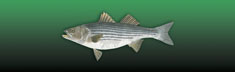 Striped Bass Dark Green