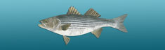 Striped Bass Light Blue