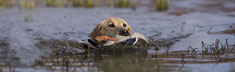 Proud Retriever